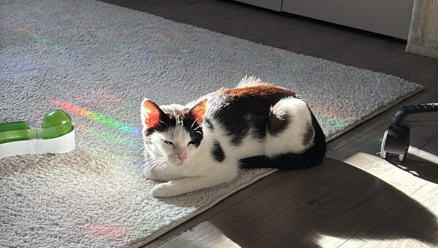 Headerbild zwei Katzen kuscheln